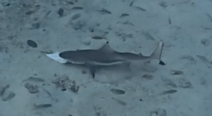 Screen Shot 2015-06-27 at 10.55.01 AM